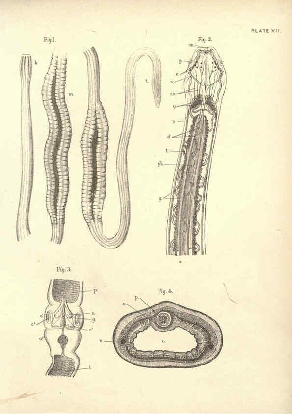 Reproducción/Reproduction 6254751108: Illustrations of zoology: invertebrates & vertebrates EdinburghY.J. Pentland,1889