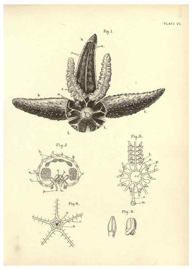 Reproducción/Reproduction 6254750798: Illustrations of zoology: invertebrates & vertebrates EdinburghY.J. Pentland,1889