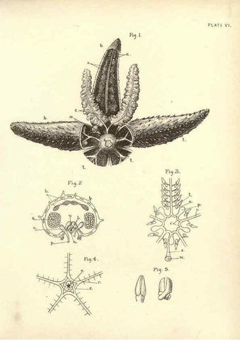 Reproducción/Reproduction 6254750798: Illustrations of zoology: invertebrates & vertebrates EdinburghY.J. Pentland,1889