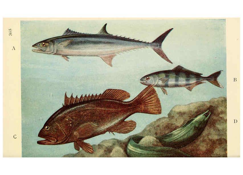 Reproducción/Reproduction 6254125957: Field book of giant fishes New York,G. P. Putnam[1949] 