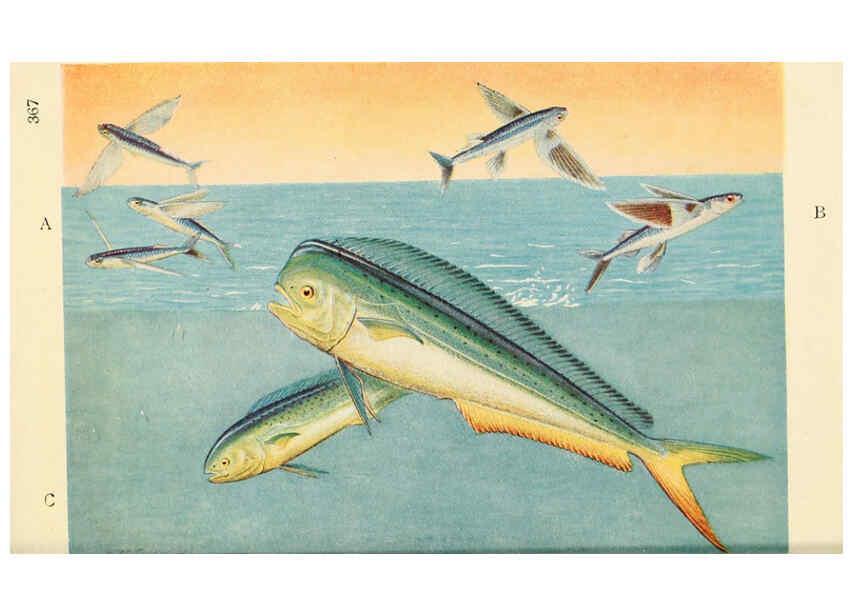 Reproducción/Reproduction 6254656780: Field book of giant fishes New York,G. P. Putnam[1949] 