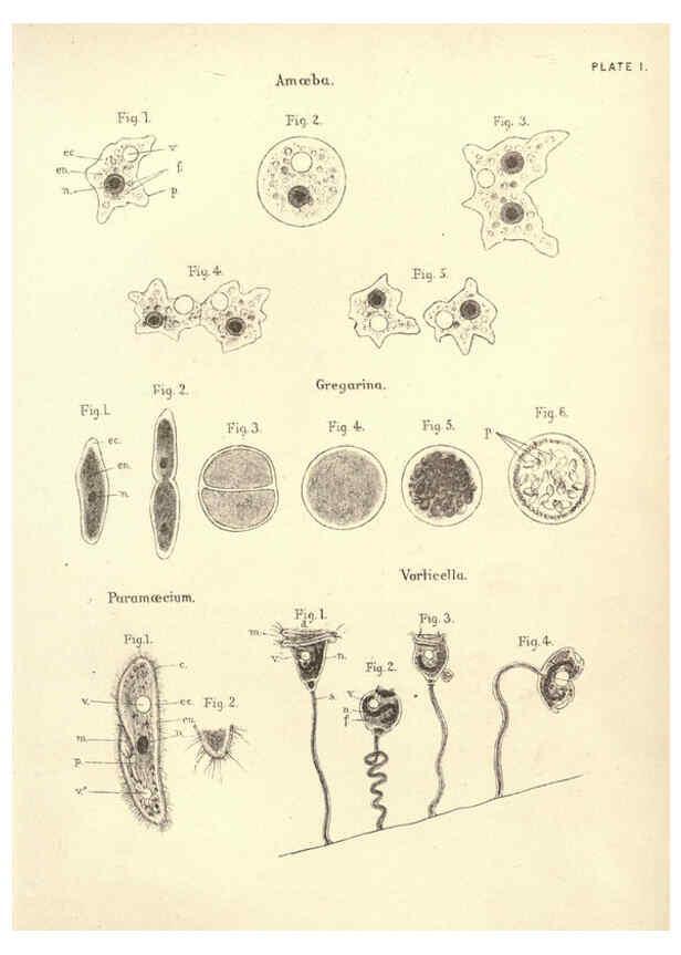 Reproducción/Reproduction 6254218517: Illustrations of zoology: invertebrates & vertebrates EdinburghY.J. Pentland,1889