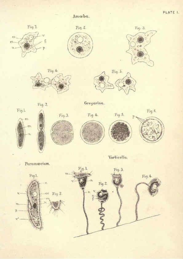 Reproducción/Reproduction 6254218517: Illustrations of zoology: invertebrates & vertebrates EdinburghY.J. Pentland,1889