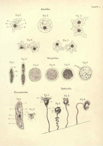 Reproducción/Reproduction 6254218517: Illustrations of zoology: invertebrates & vertebrates EdinburghY.J. Pentland,1889