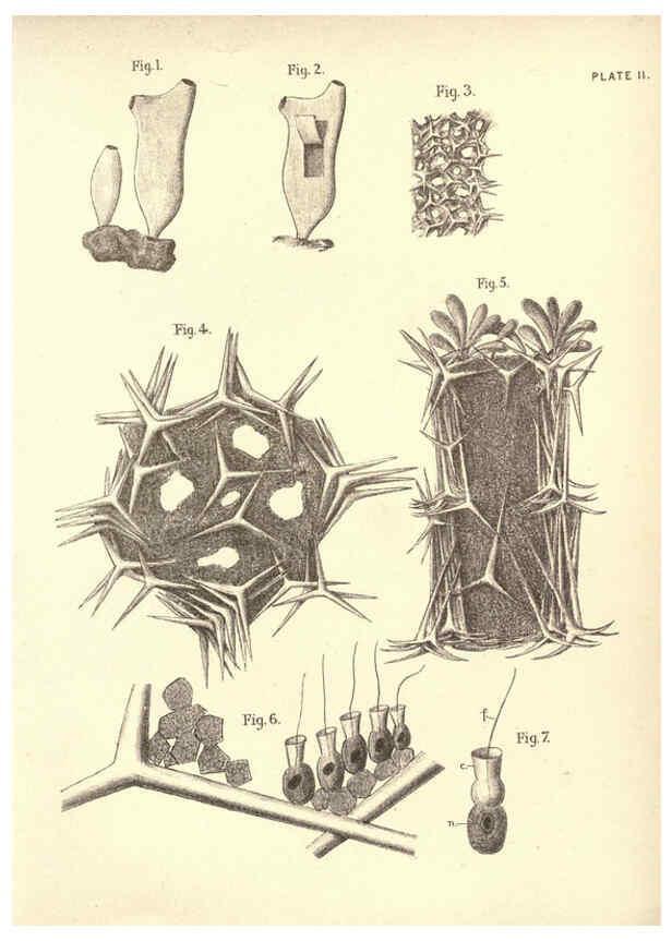 Reproducción/Reproduction 6254749744: Illustrations of zoology: invertebrates & vertebrates EdinburghY.J. Pentland,1889