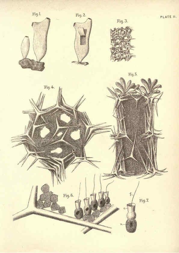 Reproducción/Reproduction 6254749744: Illustrations of zoology: invertebrates & vertebrates EdinburghY.J. Pentland,1889