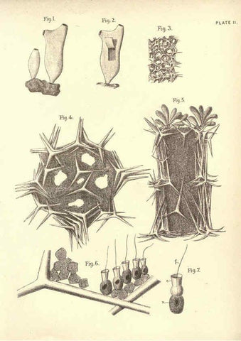 Reproducción/Reproduction 6254749744: Illustrations of zoology: invertebrates & vertebrates EdinburghY.J. Pentland,1889