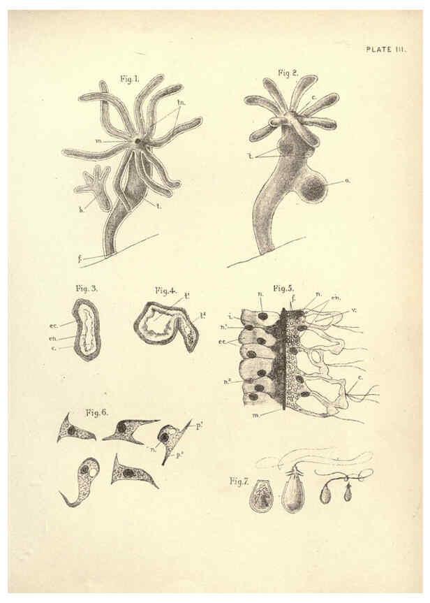 Reproducción/Reproduction 6254749976: Illustrations of zoology: invertebrates & vertebrates EdinburghY.J. Pentland,1889
