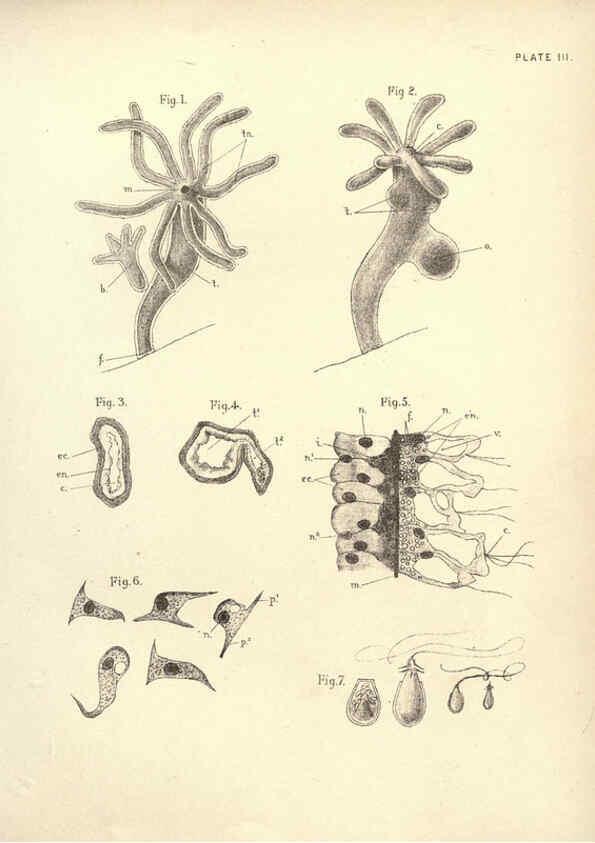 Reproducción/Reproduction 6254749976: Illustrations of zoology: invertebrates & vertebrates EdinburghY.J. Pentland,1889