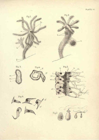 Reproducción/Reproduction 6254749976: Illustrations of zoology: invertebrates & vertebrates EdinburghY.J. Pentland,1889