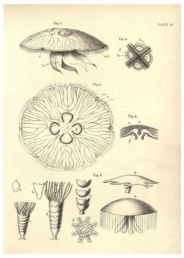 Reproducción/Reproduction 6254219399: Illustrations of zoology: invertebrates & vertebrates EdinburghY.J. Pentland,1889