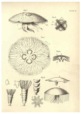 Reproducción/Reproduction 6254219399: Illustrations of zoology: invertebrates & vertebrates EdinburghY.J. Pentland,1889