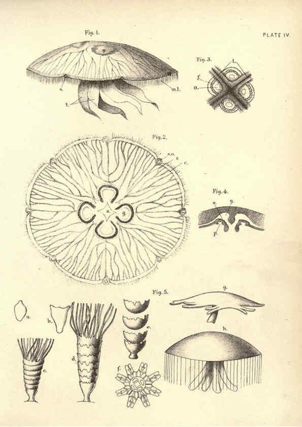 Reproducción/Reproduction 6254219399: Illustrations of zoology: invertebrates & vertebrates EdinburghY.J. Pentland,1889
