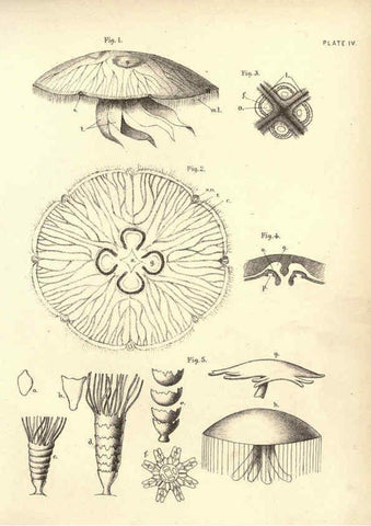Reproducción/Reproduction 6254219399: Illustrations of zoology: invertebrates & vertebrates EdinburghY.J. Pentland,1889