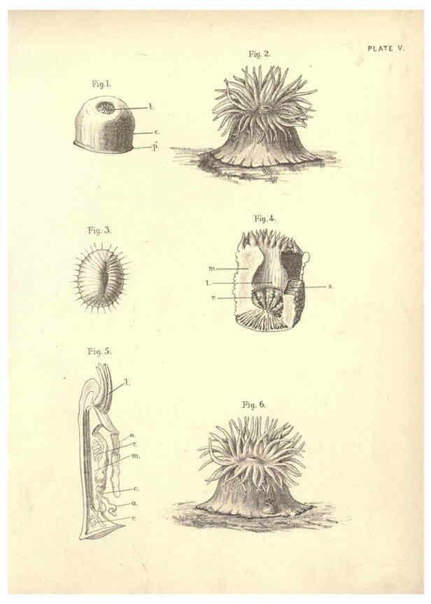 Reproducción/Reproduction 6254219755: Illustrations of zoology: invertebrates & vertebrates EdinburghY.J. Pentland,1889