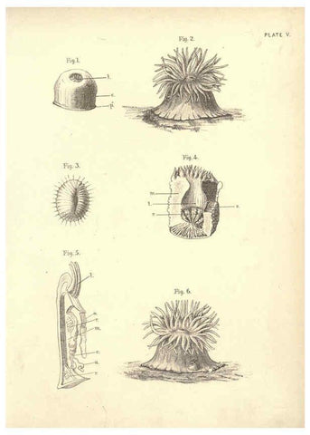 Reproducción/Reproduction 6254219755: Illustrations of zoology: invertebrates & vertebrates EdinburghY.J. Pentland,1889