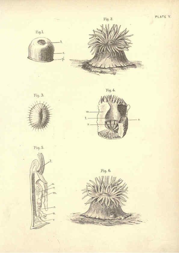 Reproducción/Reproduction 6254219755: Illustrations of zoology: invertebrates & vertebrates EdinburghY.J. Pentland,1889