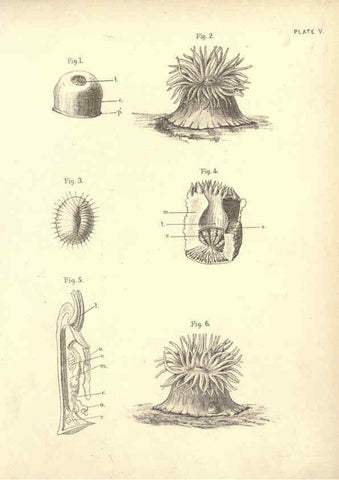 Reproducción/Reproduction 6254219755: Illustrations of zoology: invertebrates & vertebrates EdinburghY.J. Pentland,1889