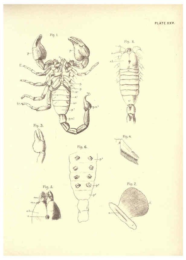 Reproducción/Reproduction 6254756596: Illustrations of zoology: invertebrates & vertebrates EdinburghY.J. Pentland,1889