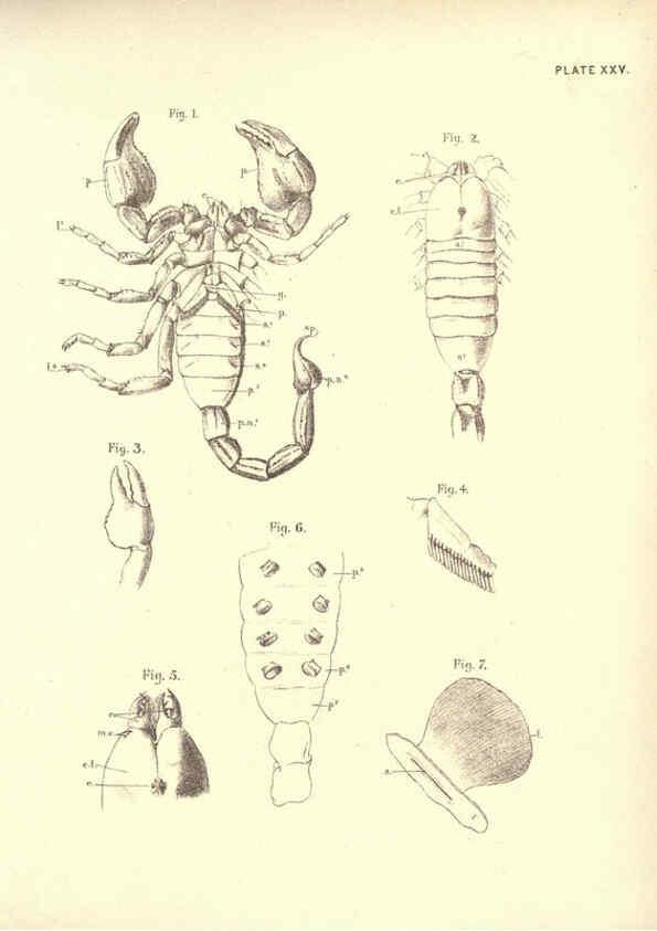 Reproducción/Reproduction 6254756596: Illustrations of zoology: invertebrates & vertebrates EdinburghY.J. Pentland,1889