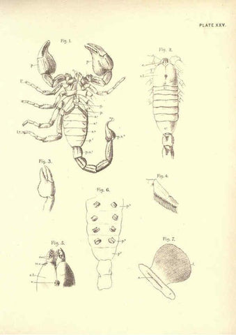 Reproducción/Reproduction 6254756596: Illustrations of zoology: invertebrates & vertebrates EdinburghY.J. Pentland,1889