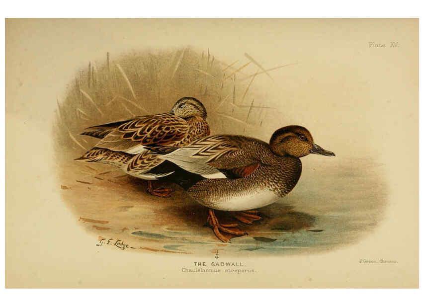 Reproducción/Reproduction 6254571528: The Indian ducks and their allies [Bombay] :Published by the Bombay Natural History Society ;1908