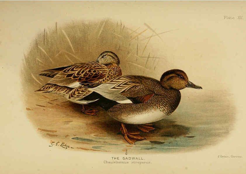 Reproducción/Reproduction 6254571528: The Indian ducks and their allies [Bombay] :Published by the Bombay Natural History Society ;1908