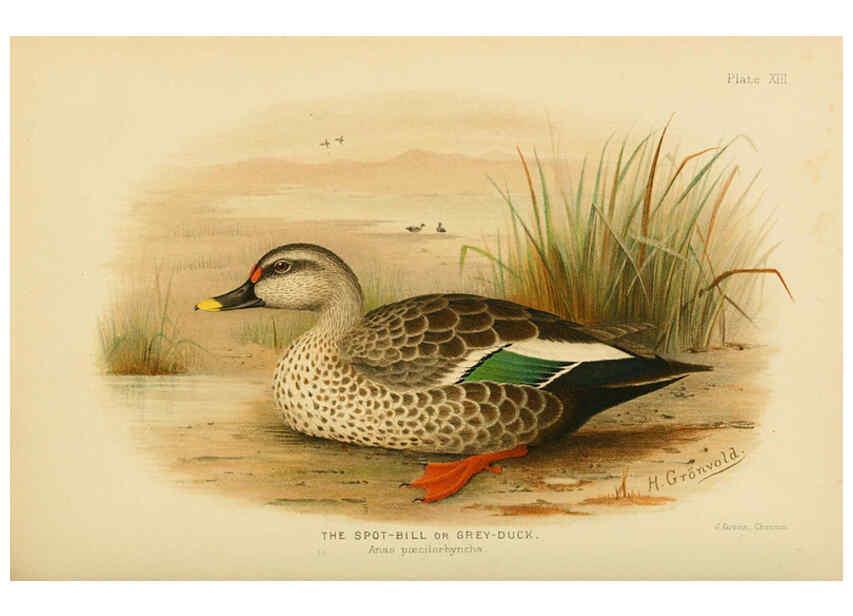 Reproducción/Reproduction 6254039897: The Indian ducks and their allies [Bombay] :Published by the Bombay Natural History Society ;1908