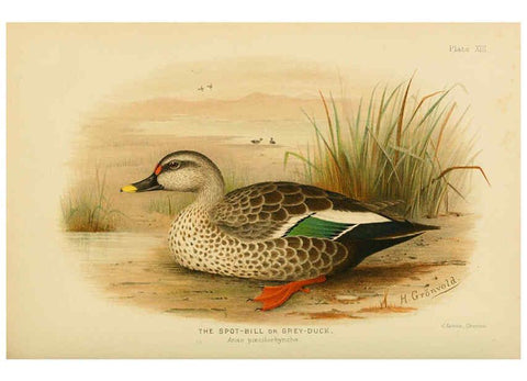 Reproducción/Reproduction 6254039897: The Indian ducks and their allies [Bombay] :Published by the Bombay Natural History Society ;1908
