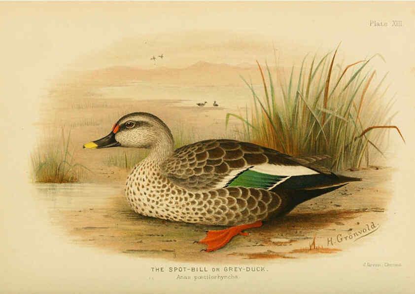 Reproducción/Reproduction 6254039897: The Indian ducks and their allies [Bombay] :Published by the Bombay Natural History Society ;1908