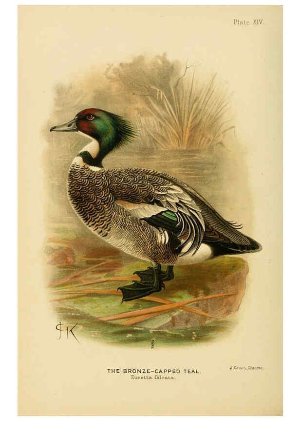 Reproducción/Reproduction 6254040241: The Indian ducks and their allies [Bombay] :Published by the Bombay Natural History Society ;1908