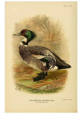Reproducción/Reproduction 6254040241: The Indian ducks and their allies [Bombay] :Published by the Bombay Natural History Society ;1908