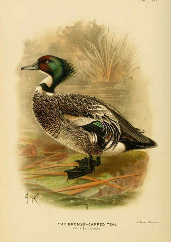 Reproducción/Reproduction 6254040241: The Indian ducks and their allies [Bombay] :Published by the Bombay Natural History Society ;1908