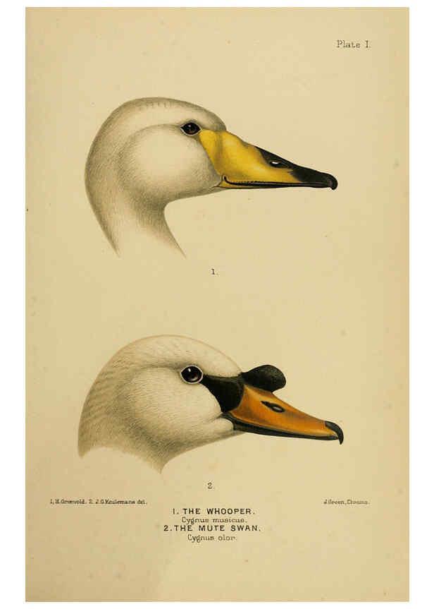 Reproducción/Reproduction 6254036389: The Indian ducks and their allies [Bombay] :Published by the Bombay Natural History Society ;1908