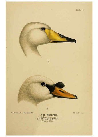 Reproducción/Reproduction 6254036389: The Indian ducks and their allies [Bombay] :Published by the Bombay Natural History Society ;1908