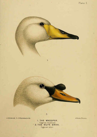 Reproducción/Reproduction 6254036389: The Indian ducks and their allies [Bombay] :Published by the Bombay Natural History Society ;1908