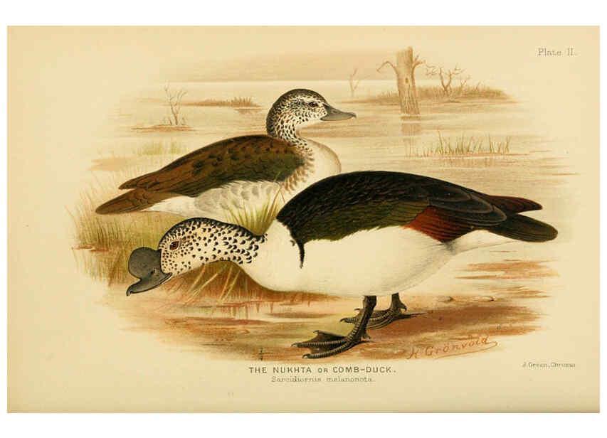 Reproducción/Reproduction 6254037065: The Indian ducks and their allies [Bombay] :Published by the Bombay Natural History Society ;1908