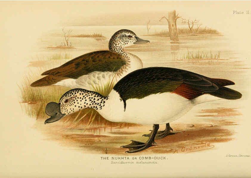 Reproducción/Reproduction 6254037065: The Indian ducks and their allies [Bombay] :Published by the Bombay Natural History Society ;1908