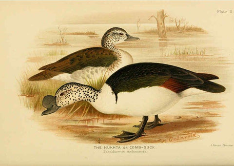 Reproducción/Reproduction 6254037065: The Indian ducks and their allies [Bombay] :Published by the Bombay Natural History Society ;1908