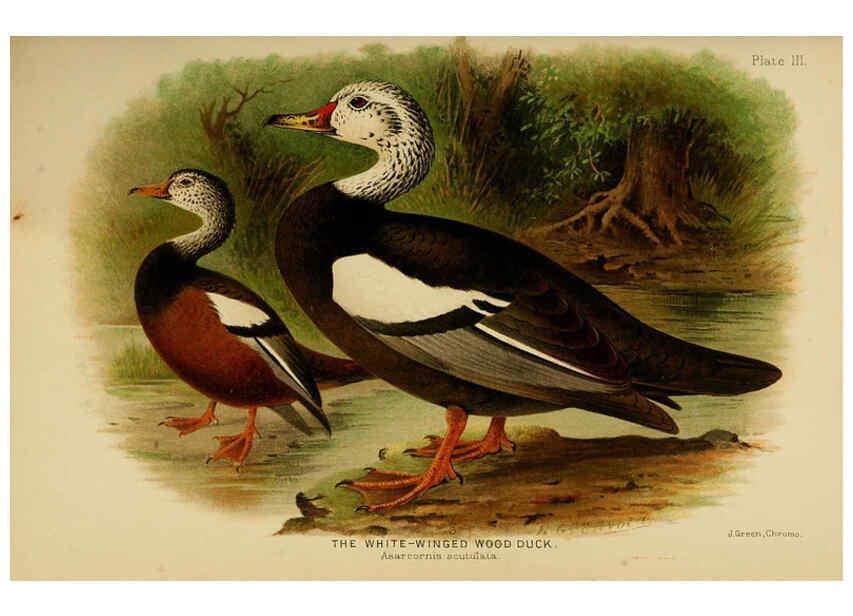 Reproducción/Reproduction 6254037263: The Indian ducks and their allies [Bombay] :Published by the Bombay Natural History Society ;1908