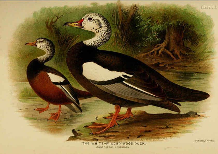 Reproducción/Reproduction 6254037263: The Indian ducks and their allies [Bombay] :Published by the Bombay Natural History Society ;1908
