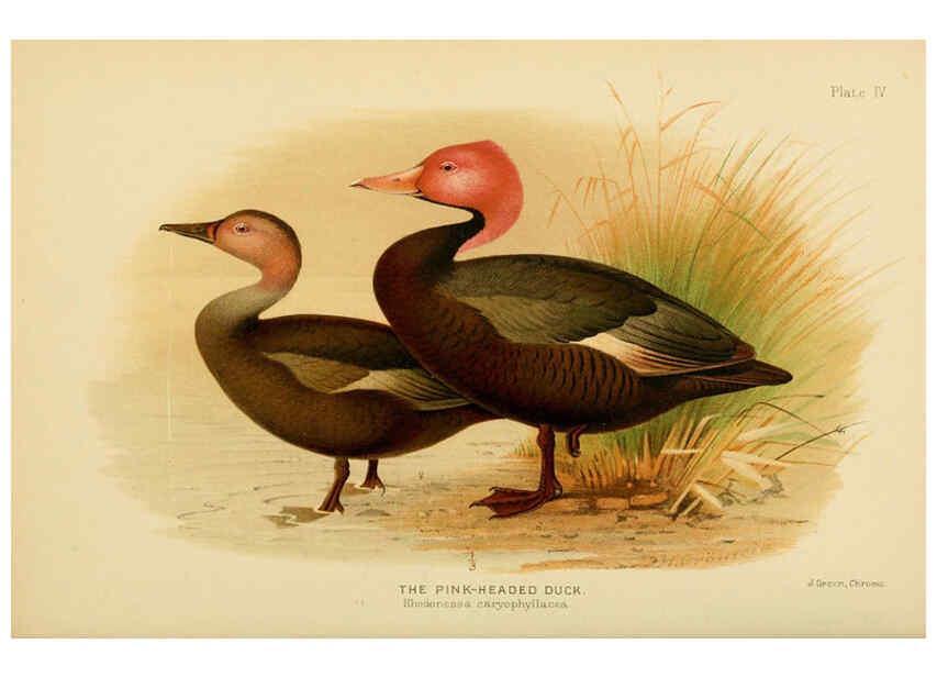 Reproducción/Reproduction 6254037467: The Indian ducks and their allies [Bombay] :Published by the Bombay Natural History Society ;1908