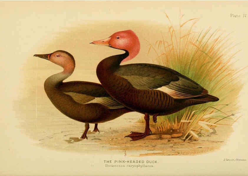 Reproducción/Reproduction 6254037467: The Indian ducks and their allies [Bombay] :Published by the Bombay Natural History Society ;1908