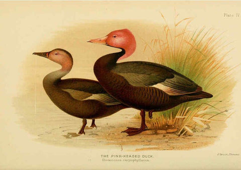 Reproducción/Reproduction 6254037467: The Indian ducks and their allies [Bombay] :Published by the Bombay Natural History Society ;1908
