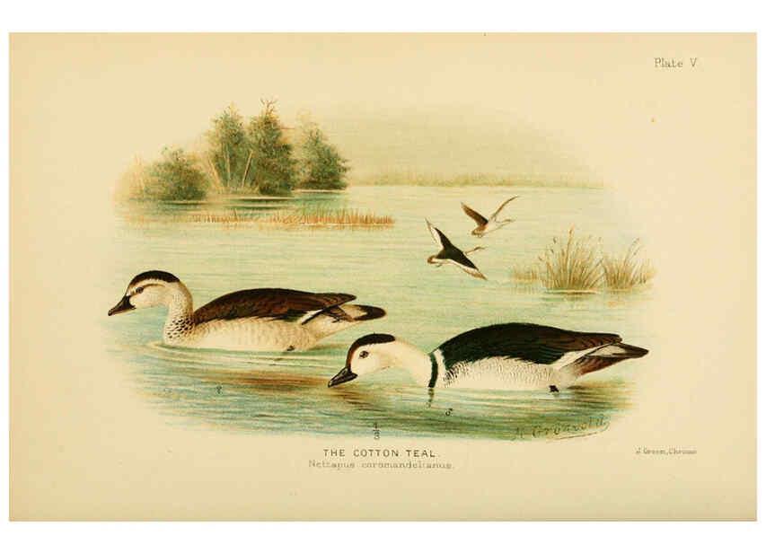 Reproducción/Reproduction 6254037799: The Indian ducks and their allies [Bombay] :Published by the Bombay Natural History Society ;1908