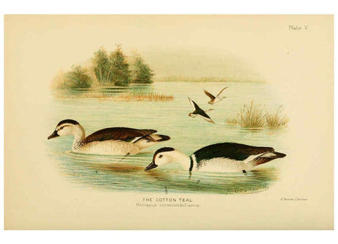 Reproducción/Reproduction 6254037799: The Indian ducks and their allies [Bombay] :Published by the Bombay Natural History Society ;1908