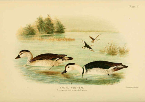 Reproducción/Reproduction 6254037799: The Indian ducks and their allies [Bombay] :Published by the Bombay Natural History Society ;1908