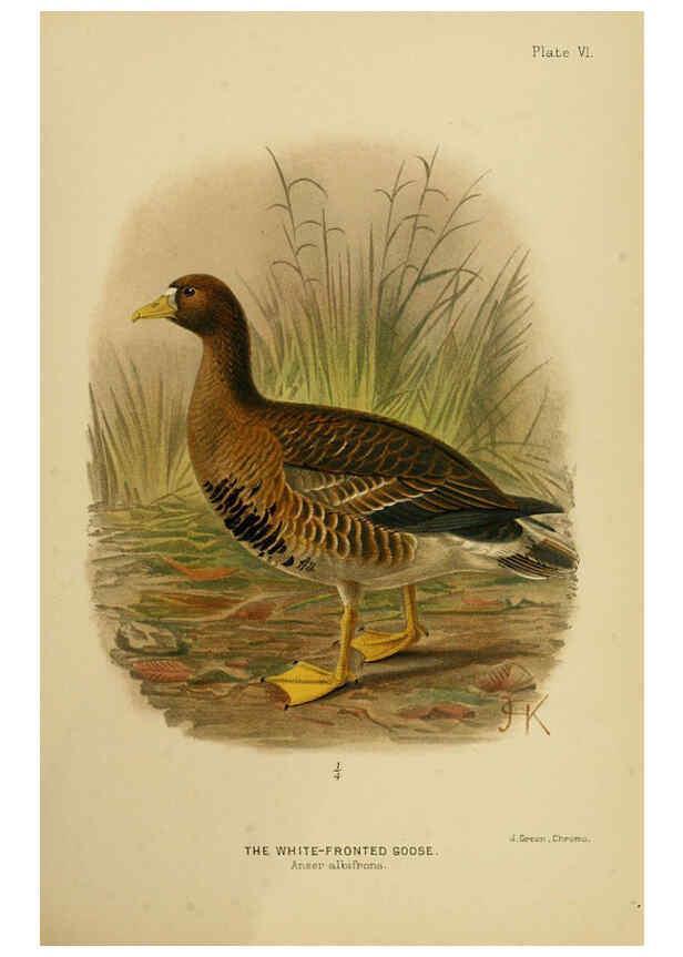 Reproducción/Reproduction 6254569146: The Indian ducks and their allies [Bombay] :Published by the Bombay Natural History Society ;1908