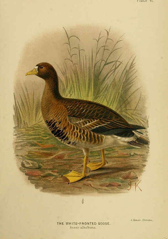 Reproducción/Reproduction 6254569146: The Indian ducks and their allies [Bombay] :Published by the Bombay Natural History Society ;1908