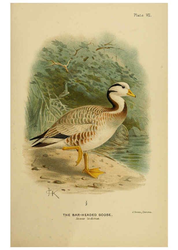 Reproducción/Reproduction 6254569552: The Indian ducks and their allies [Bombay] :Published by the Bombay Natural History Society ;1908